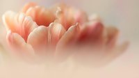 Soft pink tulip petals in dreamy pastel tones with gentle lighting and ethereal atmosphere for romantic spring designs and feminine branding projects.