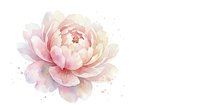 Soft pink peony flower with delicate watercolor splashes on white background, isolated floral element for wedding invitations and romantic designs.