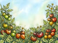 Tomato plants with ripe red and green fruits growing on vines with lush foliage against soft watercolor sky background, suitable for gardening, agriculture, and food-related designs.