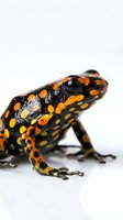 Spotted salamander with black skin and bright orange-yellow markings isolated on white background, suitable for educational materials, wildlife guides, and nature design projects.