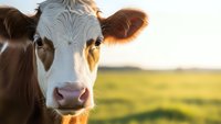 Young dairy cow with white and brown markings looking directly at camera in sunny pasture field during golden hour lighting for agricultural content.