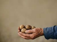 Mature male hand holding handful of walnuts in shell against neutral background. Suitable for food, nutrition, health, agriculture, and organic product marketing materials.