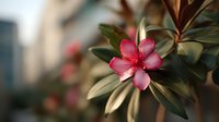 Vibrant pink desert rose flower blooming among dark green leaves with soft blurred urban background, creating natural contrast in garden setting.