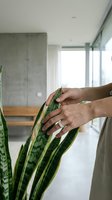 Woman hands gently touching snake plant leaves in modern minimalist home interior with concrete walls and natural light for plant care wellness.