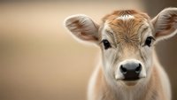 Young brown and white dairy calf with large ears looking directly at camera against soft blurred background for agricultural and farming content.