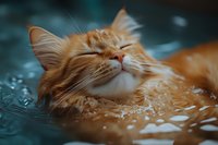 Ginger cat with closed eyes relaxing in water, showing peaceful expression. Close-up portrait of wet orange feline with droplets against turquoise background.