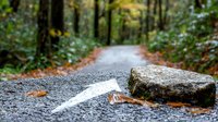White arrow painted on wet asphalt forest path with large rock and fallen autumn leaves, moody nature background for environmental or direction concepts.