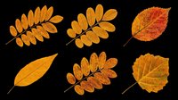 Six autumn leaves in warm orange and red tones, isolated on transparent background. Great for seasonal clipart, stickers, t-shirt design, print on demand, and sublimation projects.