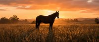 Horse silhouette standing in golden wheat field during dramatic sunset with orange sky and rolling hills in background for nature and agriculture themes.
