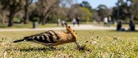 Hoopoe bird with distinctive crest and striped plumage foraging on grass in sunny park setting with blurred background of trees and visitors.