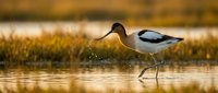 Two elegant avocets wading through shallow water during golden hour, creating ripples as they forage. Perfect for nature photography and wildlife content.