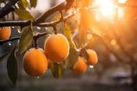 Fresh oranges hanging on tree branch with water drops and sunlight creating magical bokeh effect through leaves, natural organic citrus fruit growing.
