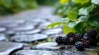 Fresh ripe blackberries growing on branch with green leaves against wet stone background, natural organic wild berries in garden setting.