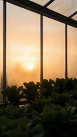 Greenhouse interior with lush green plants at golden hour sunrise, warm sunlight streaming through glass panels creating peaceful agricultural atmosphere.