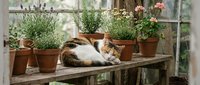 Calico cat sleeping peacefully among terracotta pots with herbs and flowers on a rustic wooden shelf by a sunlit window.