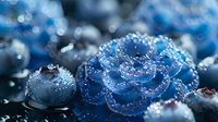 Fresh blueberries with morning dew drops on dark background, macro photography showing detailed water droplets on ripe berries and blue flower petals.