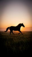 Wild horse running through grassland field at golden sunset with dramatic sky creating powerful silhouette against warm evening light for nature and freedom concepts.