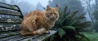 Orange tabby cat sitting on wooden bench in misty forest surrounded by ferns on foggy morning creating peaceful outdoor scene for pet and nature content.
