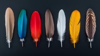 Colorful bird feathers collection arranged in row on dark background showing natural plumage variety for craft projects and decorative design elements.