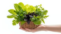 Fresh mixed salad greens and herbs in wicker basket held by hand on white background. Organic leafy vegetables for healthy cooking and nutrition.