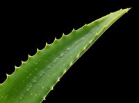 Aloe vera leaf isolated on transparent background, ready for T-shirt design, stickers, clipart, print on demand, and sublimation projects.