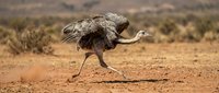 Large ostrich running across arid desert landscape with outstretched wings and powerful legs in motion, showcasing natural wildlife behavior in dry savanna habitat.