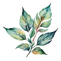 Watercolor botanical illustration of green leaves on branch with delicate color transitions and transparent effects, isolated on white background for design projects.