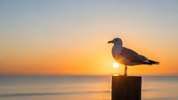 Seagull perched on wooden post during golden sunset over calm ocean waters creating peaceful coastal scene for relaxation and nature themes.