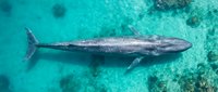 Large gray whale swimming in crystal clear turquoise ocean waters above coral reef, aerial view of marine mammal in tropical sea for wildlife conservation.