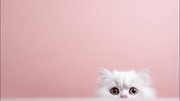 Curious white Persian kitten with big round eyes peeking from bottom of frame against soft pink background, perfect for pet care or social media content.