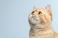 Curious ginger cat with bright green eyes looking up against light blue background, close-up portrait showing facial features and soft cream-colored fur.