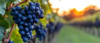 Ripe purple wine grapes on vine at sunset in vineyard, panoramic view with bokeh background and warm evening light illuminating rows of grapevines.