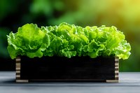 Fresh green lettuce leaves growing in wooden box planter against blurred natural background, organic healthy food concept for home gardening.