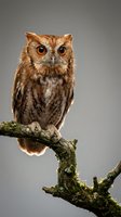 Eastern screech owl perched on moss-covered branch with intense orange eyes and detailed brown feathers against neutral background for wildlife photography.