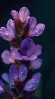 Purple wildflower petals covered in morning dew drops against dark background, macro photography showing delicate details and water droplets on flower surface.