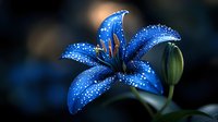 Vibrant blue lily flower with water droplets and morning dew against dark background. Macro photography captures delicate petals and stamens in stunning detail.
