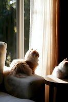 Fluffy white cats sitting by window in morning light, watching outside from cozy home interior. Sunlit scene creates peaceful domestic atmosphere.
