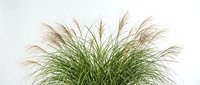 Ornamental pampas grass bush with feathery plumes isolated on white background, perfect for garden design, landscaping, and nature-themed projects.