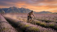 Mountain biker cycling through purple lavender field at golden sunset with dramatic peaks in background. Adventure sports and outdoor recreation concept.
