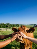 Hands of two people petting brown cow in rural pasture with green fields and farm buildings under clear blue sky, depicting animal care and agricultural lifestyle.