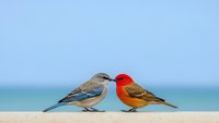 Two colorful small birds perched on sandy beach ledge against blue ocean horizon background for nature wildlife photography projects.