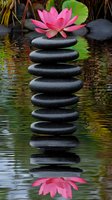 Pink lotus flower atop balanced black spa stones reflecting in calm water with green lily pads, creating zen atmosphere for wellness and meditation designs.