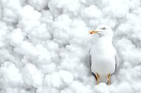 White seagull standing on fluffy cloud background, minimalist nature composition with soft dreamy atmosphere creates surreal peaceful mood.