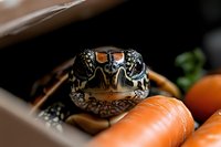 Curious diamondback terrapin turtle face closeup with orange carrots, showing detailed shell pattern and expressive eyes against dark background.