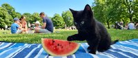 Black kitten sitting on striped blanket next to watermelon slice in sunny park with families picnicking outdoors during summer day.