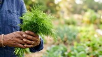 Fresh dill bunch held in hands by farmer in garden, organic herb harvesting and sustainable agriculture concept.
