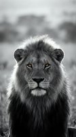Majestic male lion portrait with striking amber eyes in black and white photography with selective color highlighting natural wildlife beauty and power.