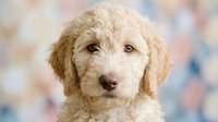 Adorable cream-colored poodle puppy with curly fur and sweet expression against soft blurred colorful background for pet care and animal lover content.