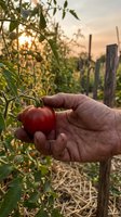 Elderly farmer hand picking fresh ripe red tomato from vine in organic garden during golden hour sunset for harvest season agricultural concept.