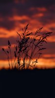 Wild grass silhouettes against dramatic orange and purple sunset sky with moody clouds creating atmospheric nature scene for backgrounds and designs.